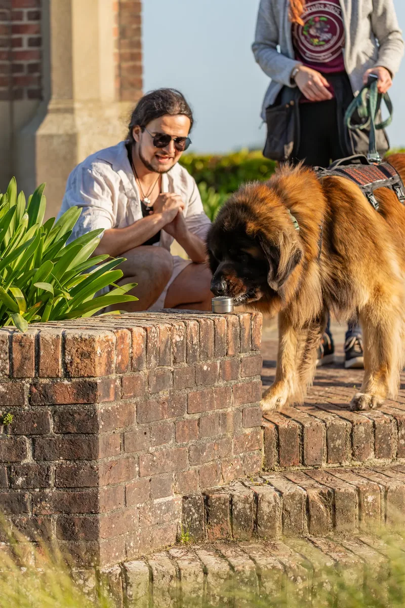 Dorset Dog Trainer – Poole Park (30 of 59)