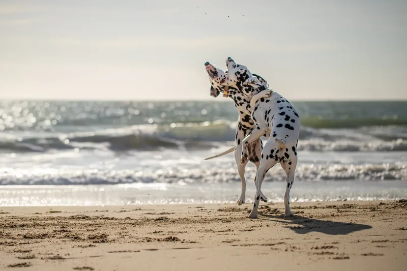 Perdy and Pongo (18 of 28)