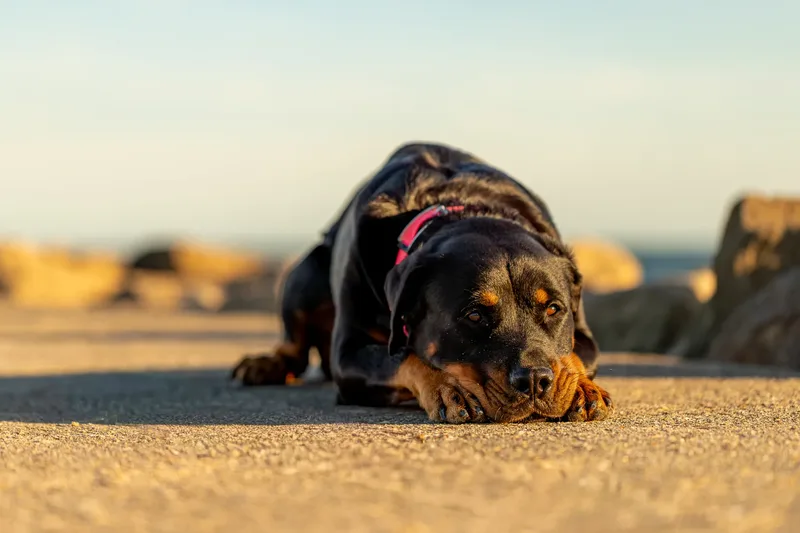 Karma the Rottie (7 of 24)