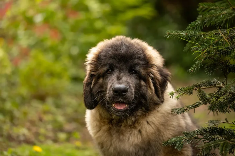 Alfie the Leonberger Puppy (12 of 41)