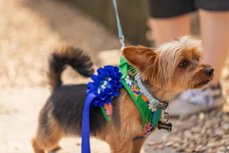 Sunshine, Smiles & Wagging Tails at Cherry Tree Nurseries (7 of 24)