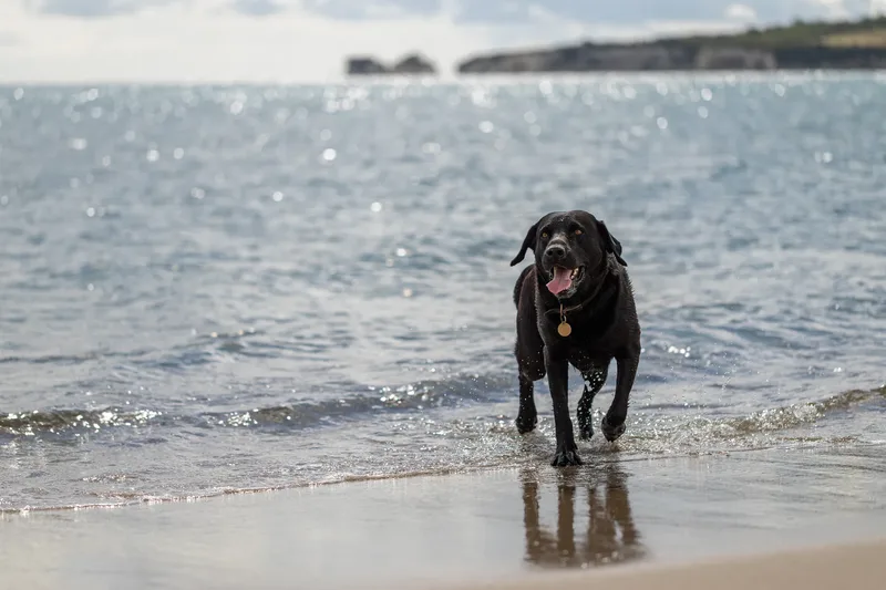Stan the black lab (14 of 38)