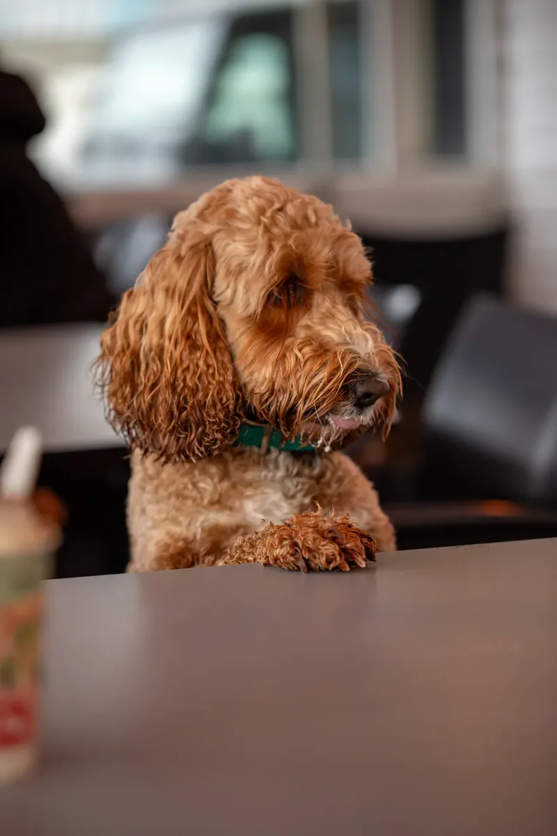 Teddy the Cockapoo (24 of 39)