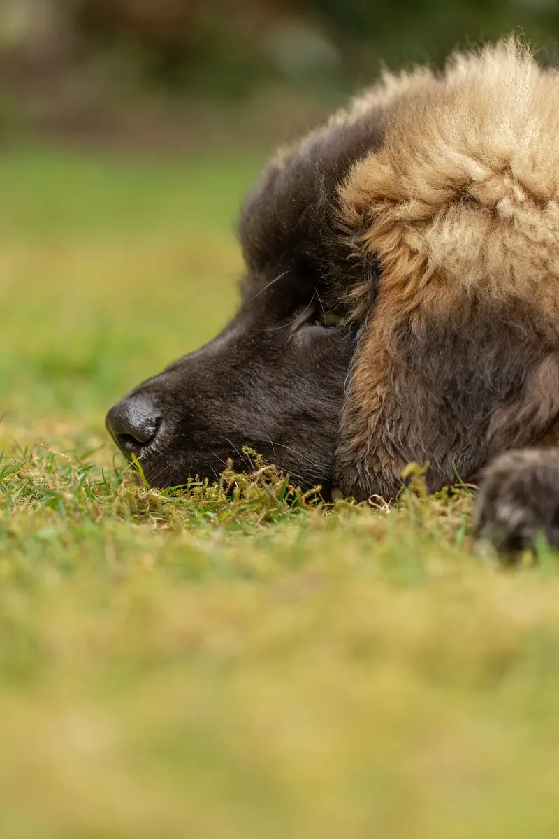 Alfie the Leonberger Puppy (30 of 41)