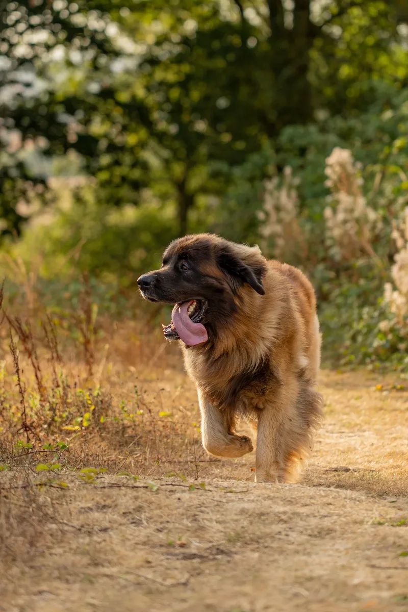 Koda
