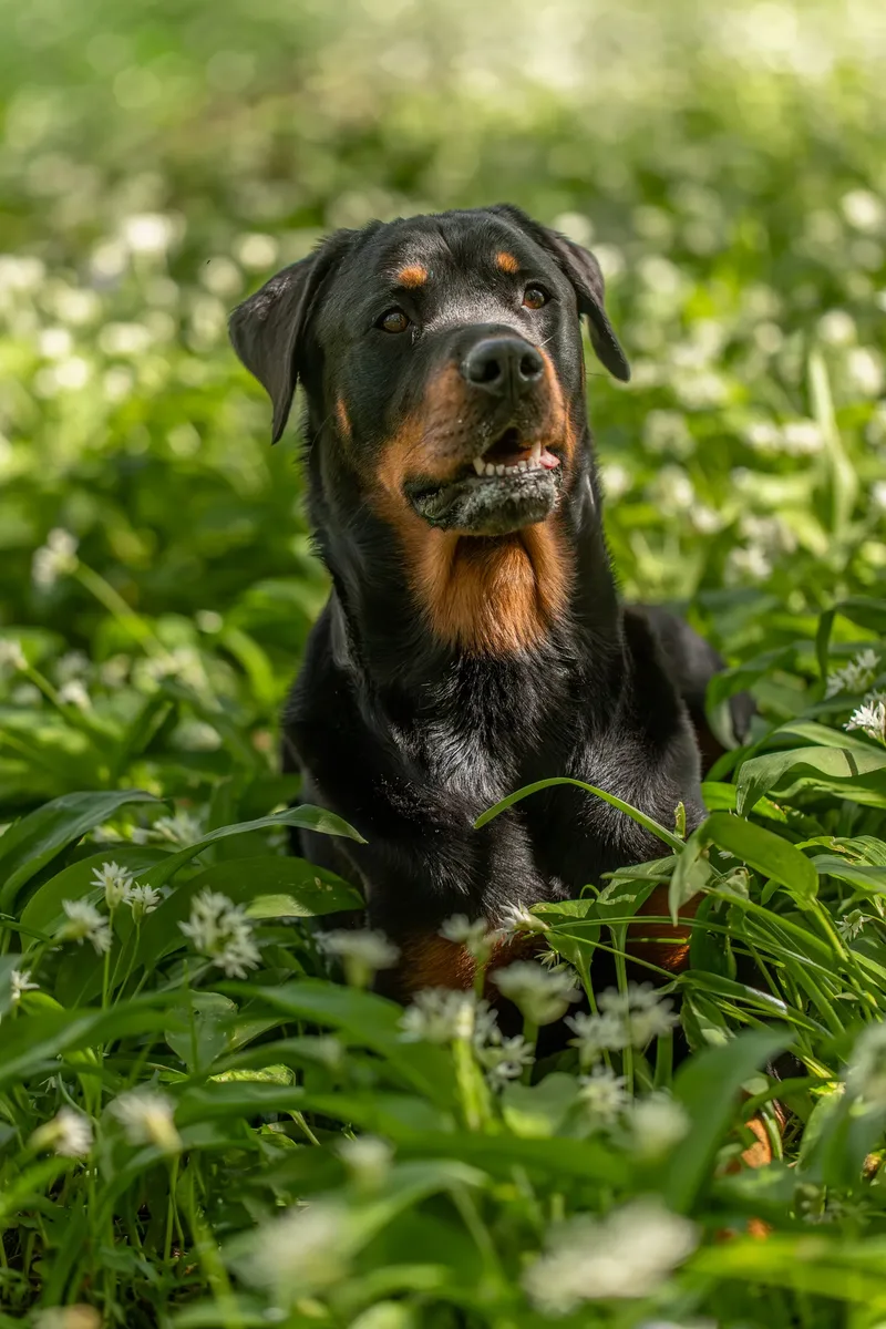 Karma the rottweiler in bluebells (6 of 30)