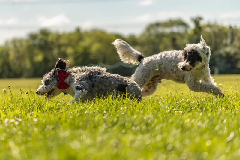 Dougie & Barney – The Bordoodle Cousins (2 of 22)