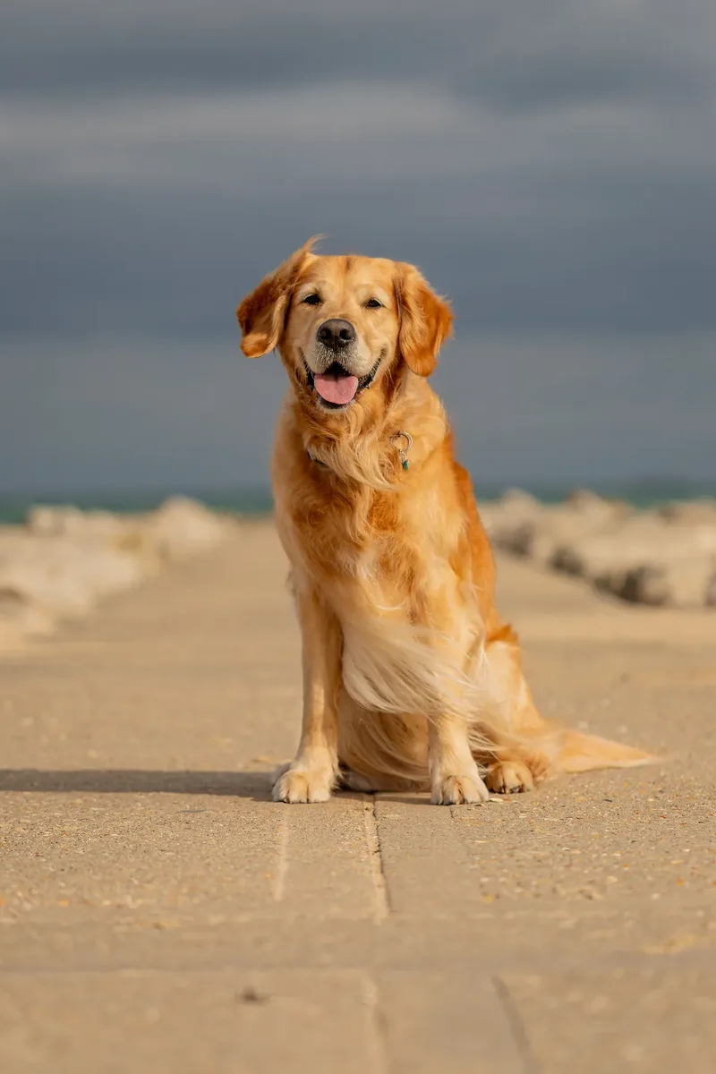 Murphy the golden retriever (13 of 41)