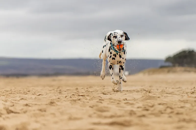 Domino the Dalmation (24 of 24)