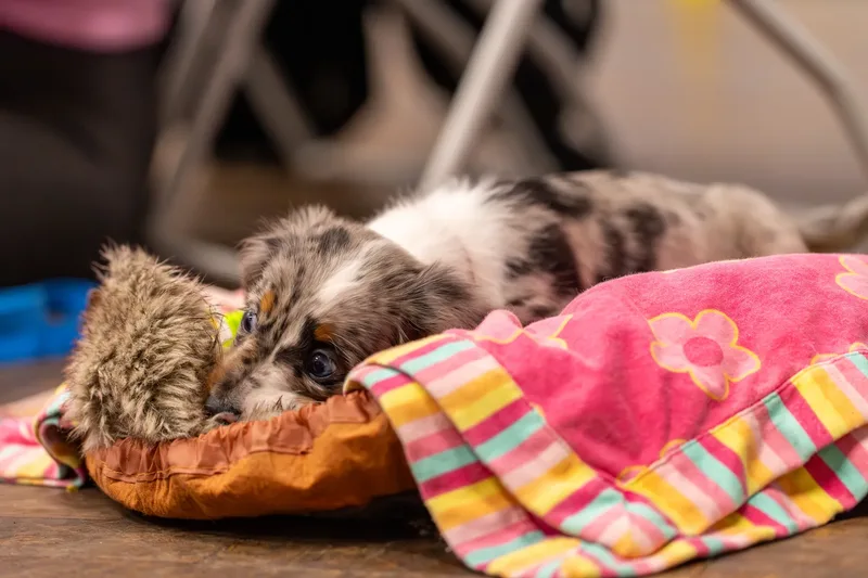 Kirsty’s Paws (31 of 44)