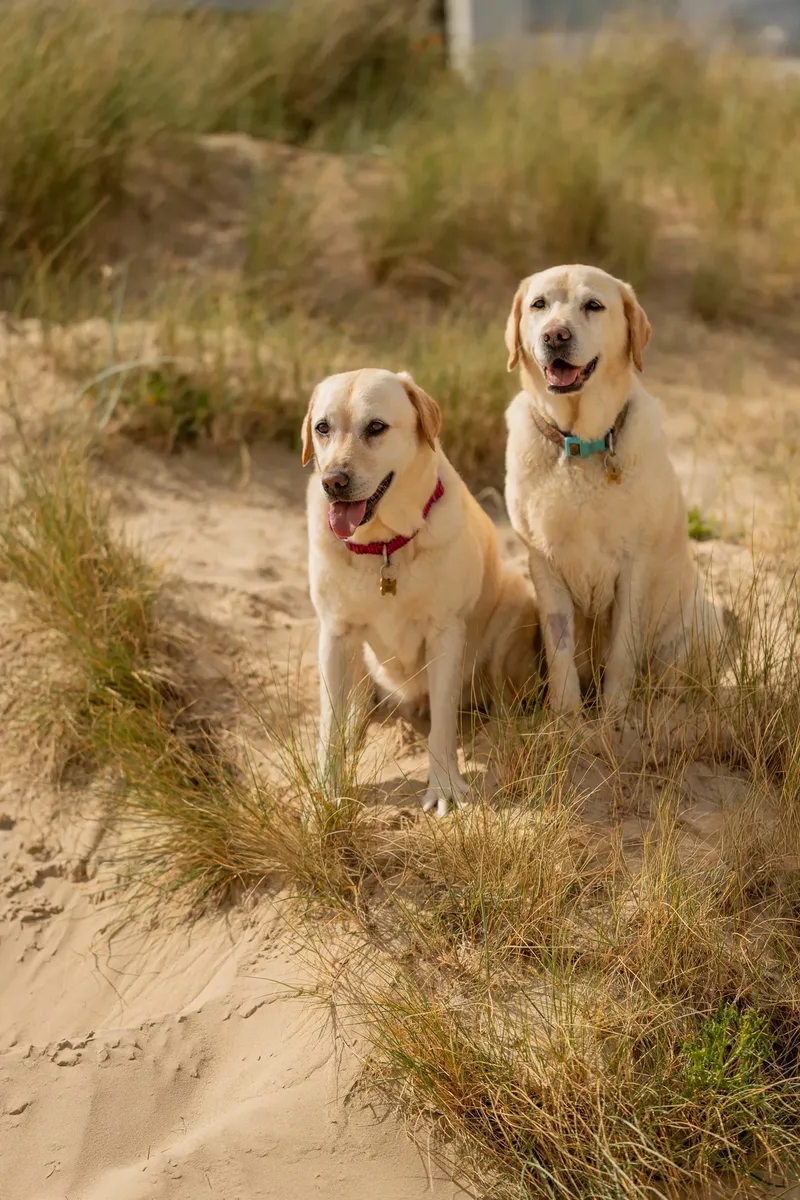 Mollie & Lola (10 of 32)