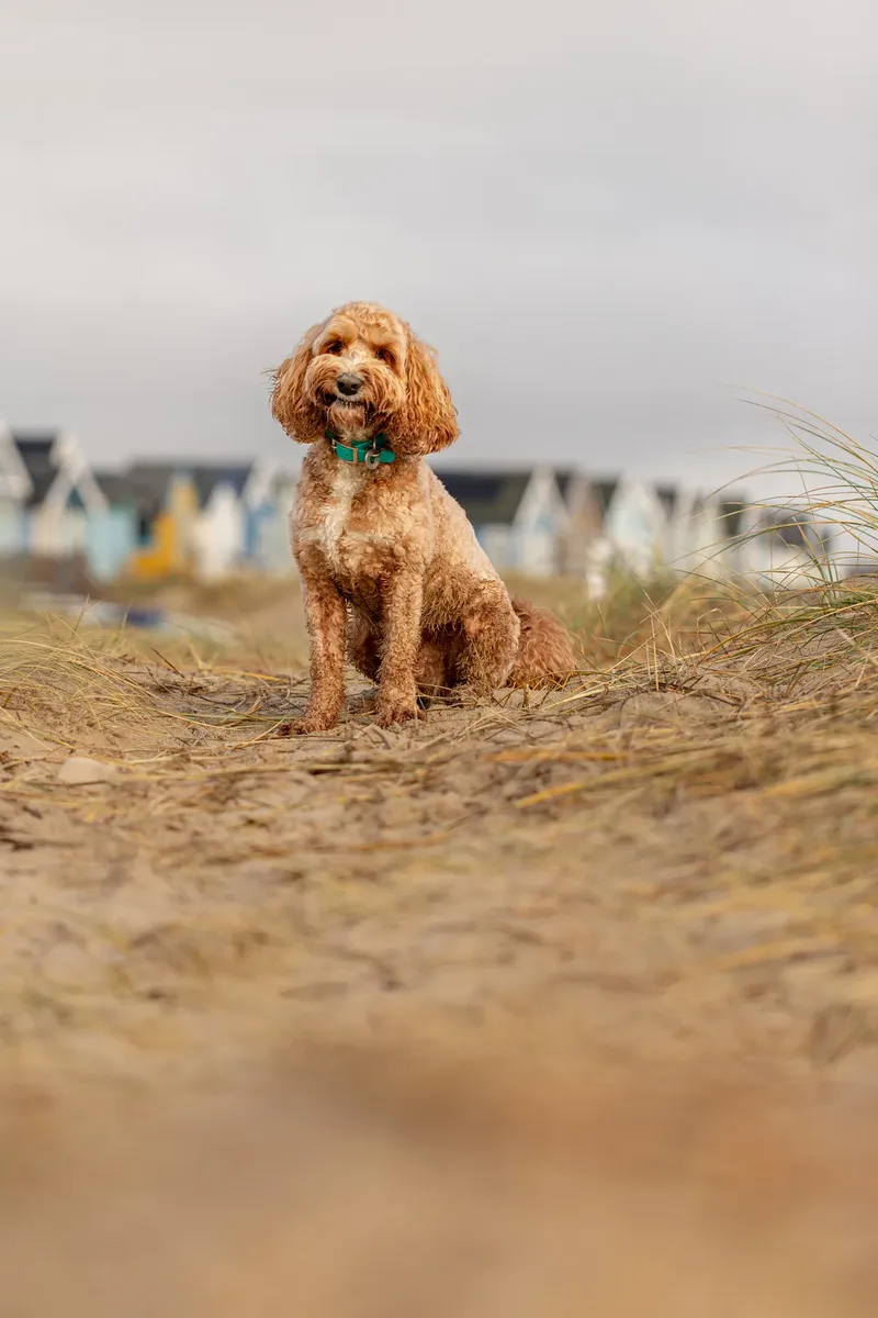 Teddy the Cockapoo (23 of 39)