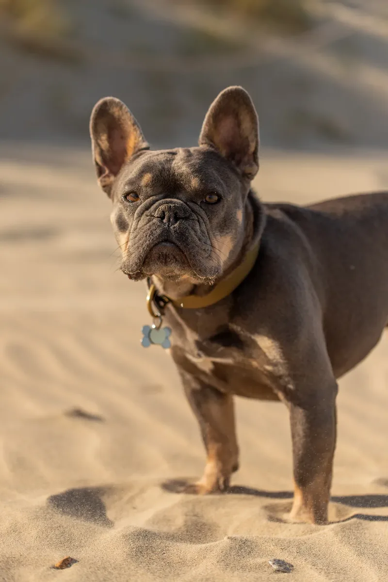Blue the Frenchie (21 of 32)