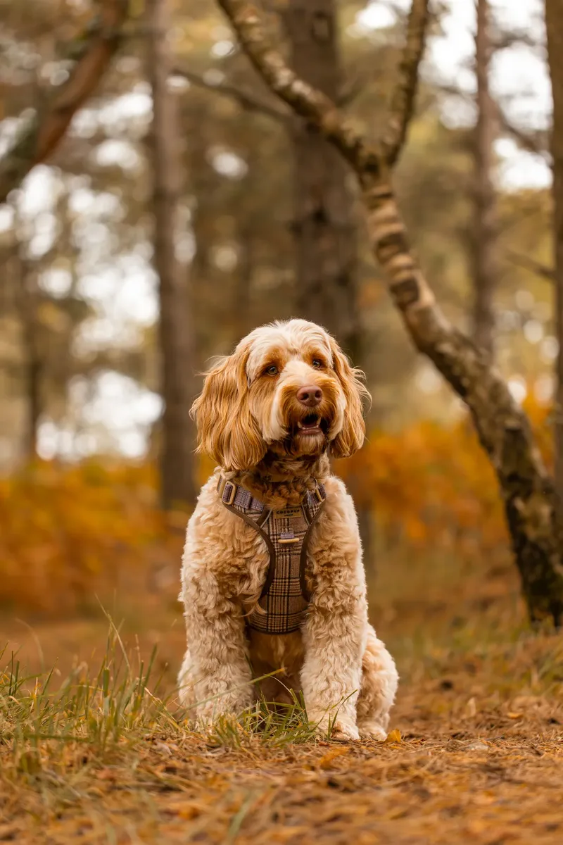 An Autumn Afternoon with Toby at Canford Heath (7 of 24)
