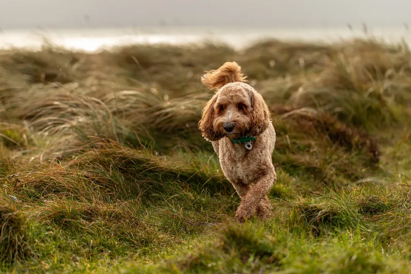 Teddy the Cockapoo (30 of 39)