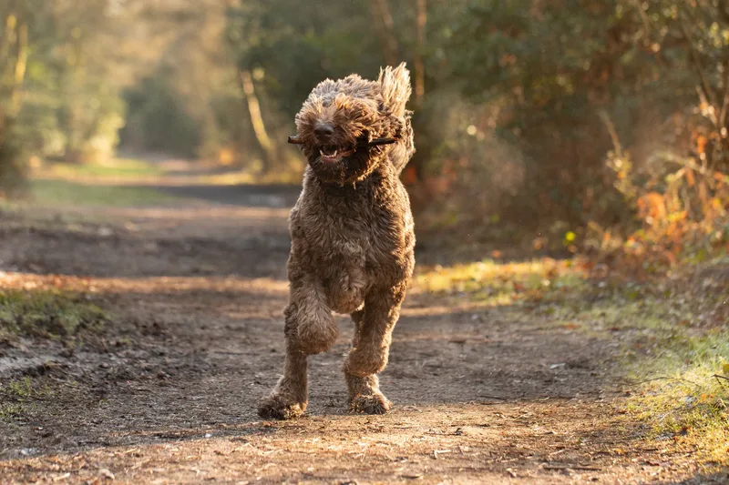 Barnaby the labradoodle (8 of 8)