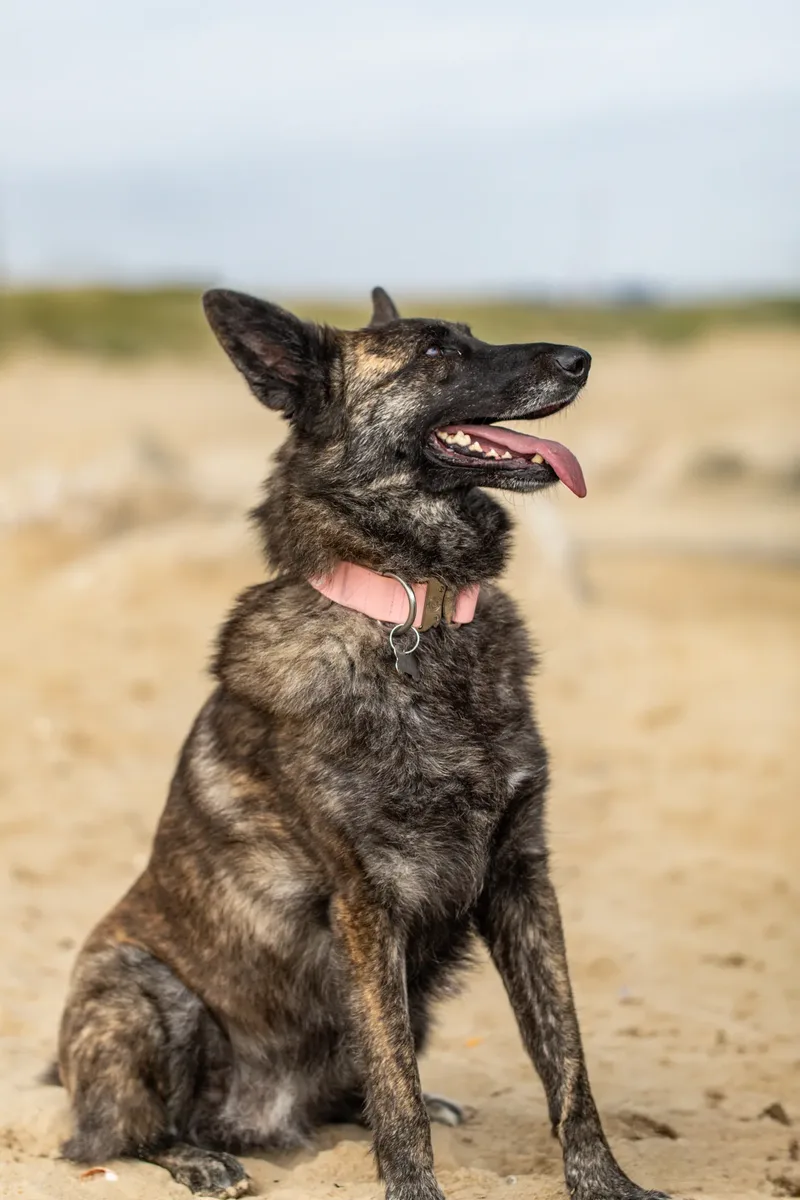 Estia & Baloo (10 of 24)