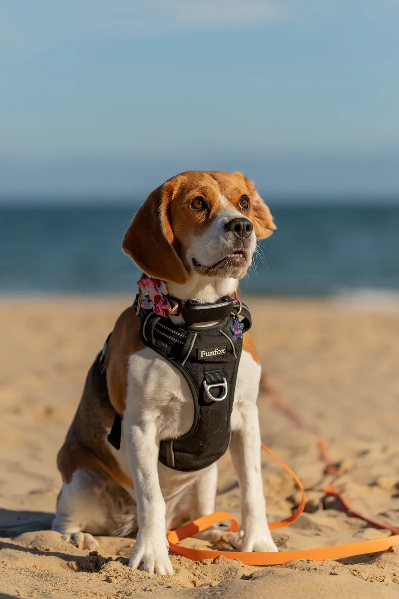 Dorset Dog Trainer – Branksome Chine (9 of 52)