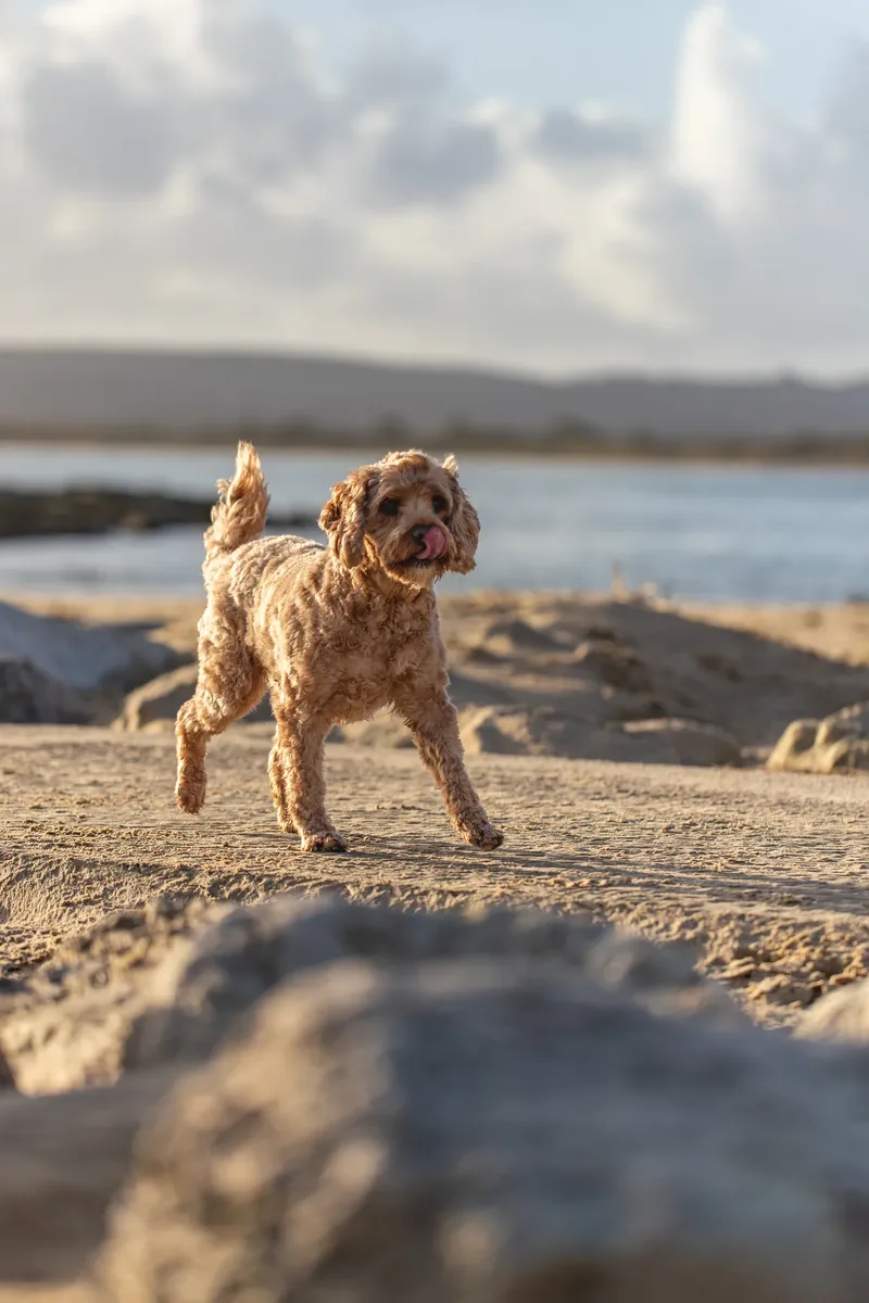 Red the Cavapoo (6 of 42)