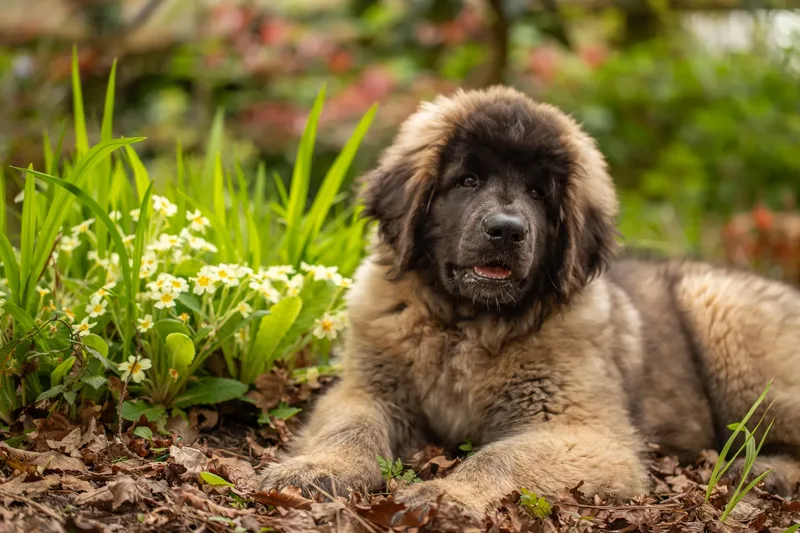Alfie the Leonberger Puppy (11 of 41)