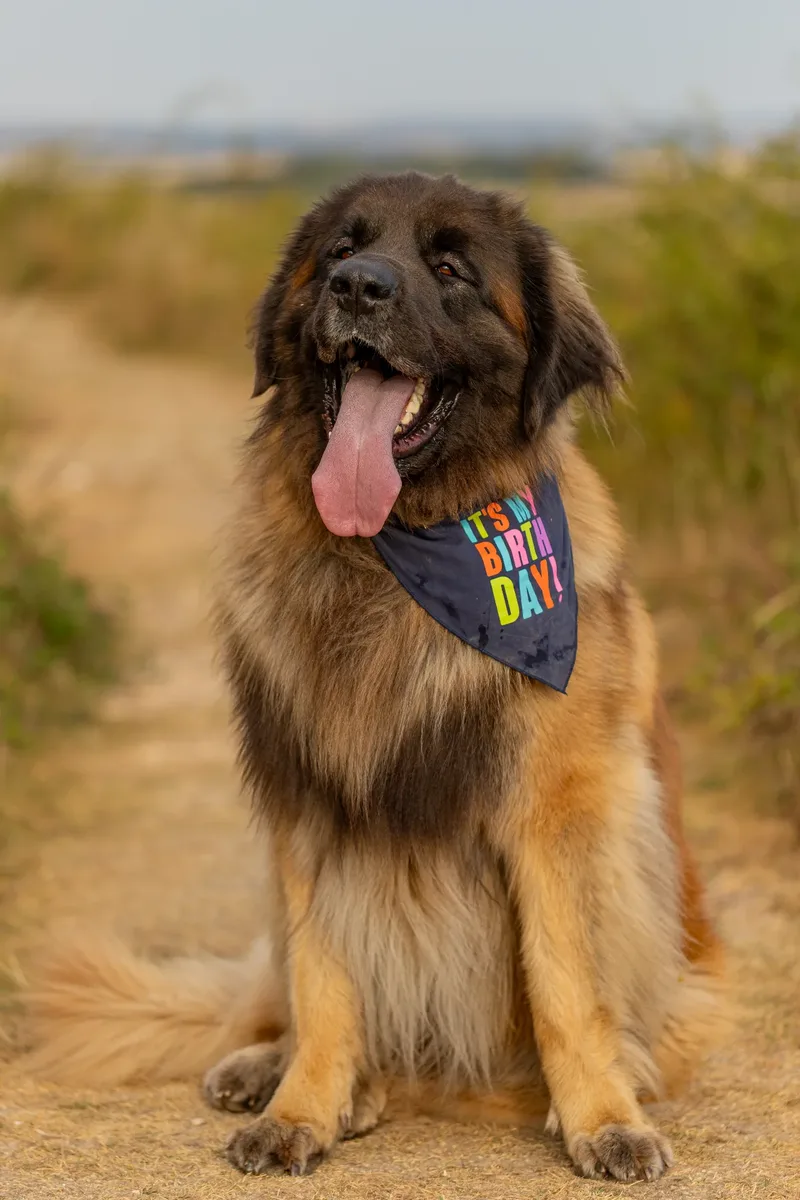 Koda