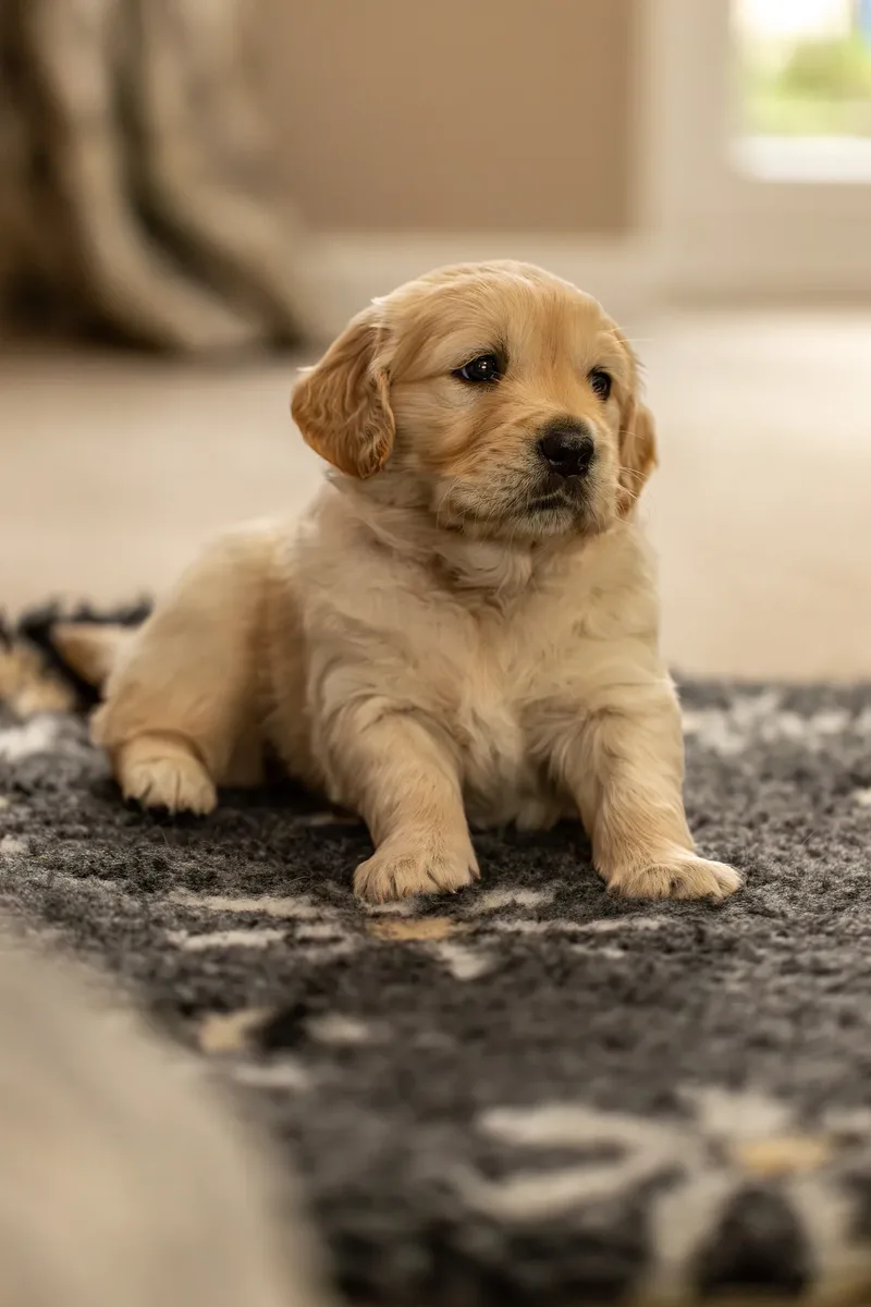 Golden Retriever Puppies (24 of 60)