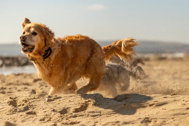 Hugo, Cookie, Flossie & Ralph (11 of 24)