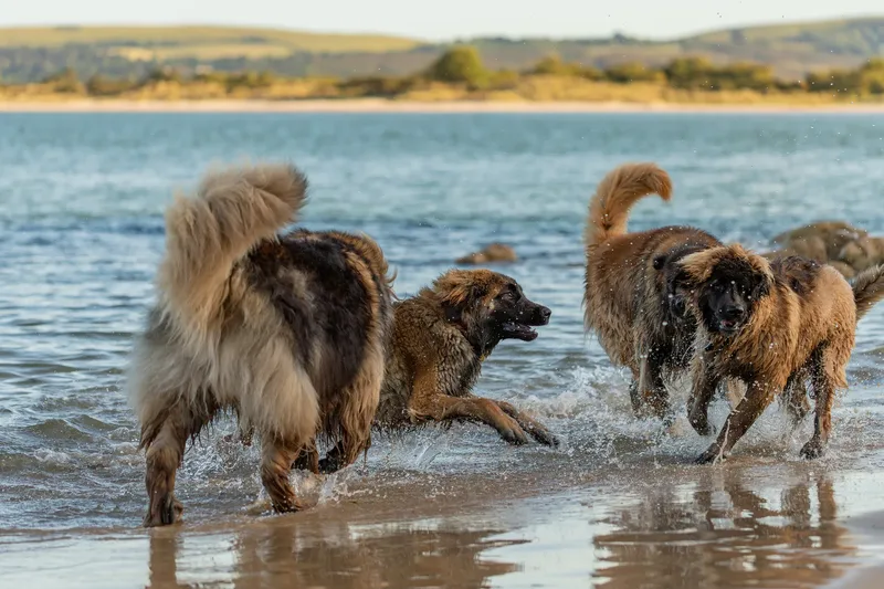 Leonberger Meet Up (9 of 47)