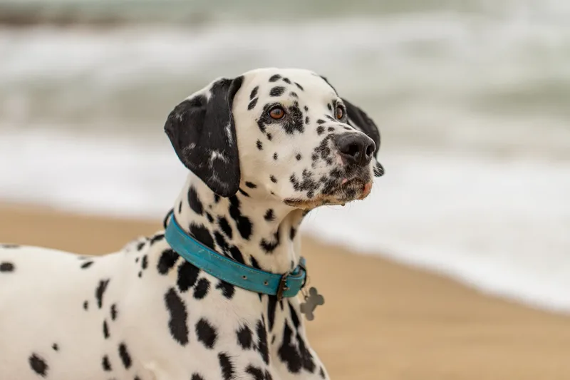 Domino the Dalmation (20 of 24)