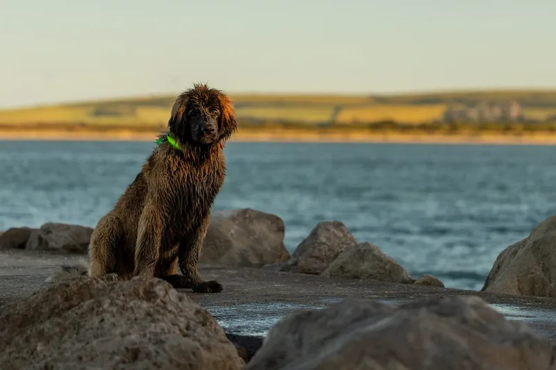 Leonberger Meet Up (40 of 47)