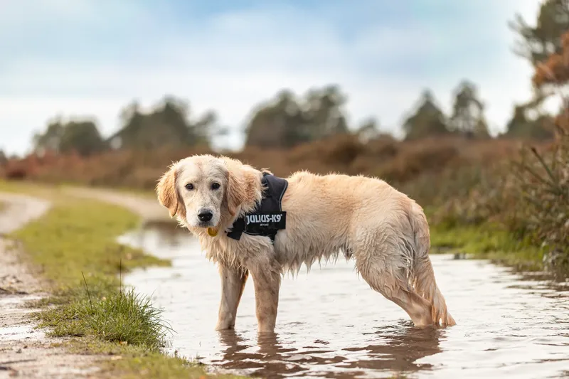 Ollie the golden (21 of 24)