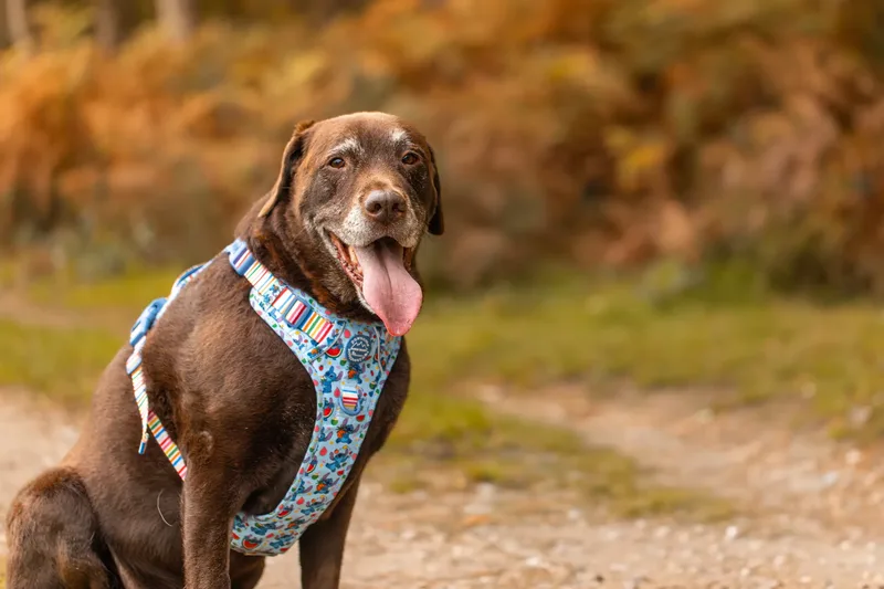 A Morning with Cas & Oreo at Canford Heath (11 of 24)