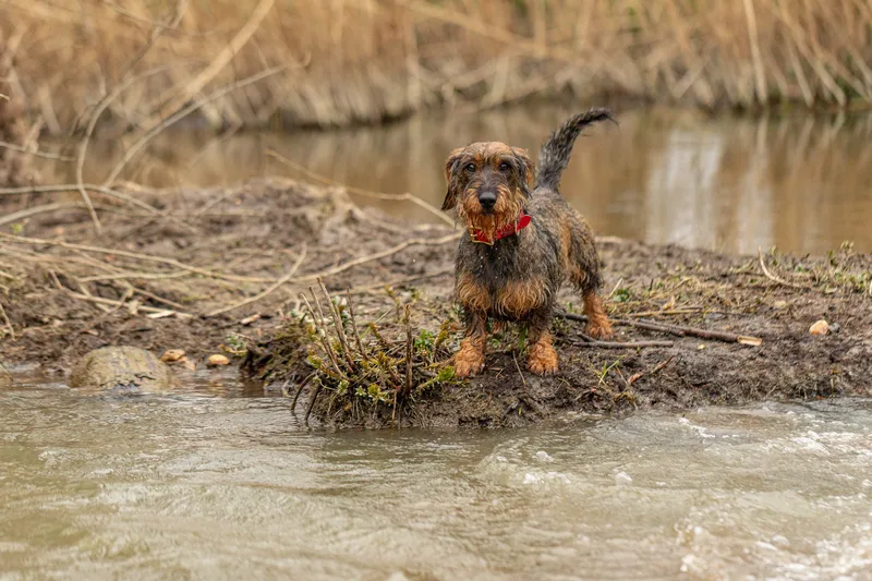 Wimborne Walkies (6 of 24)