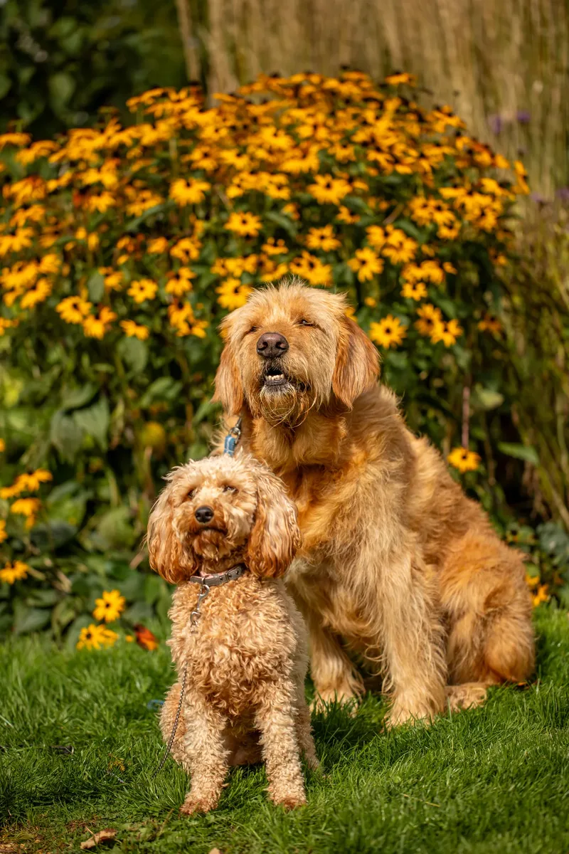 The Walled Garden Moreton – Dog show ceremony (9 of 24)