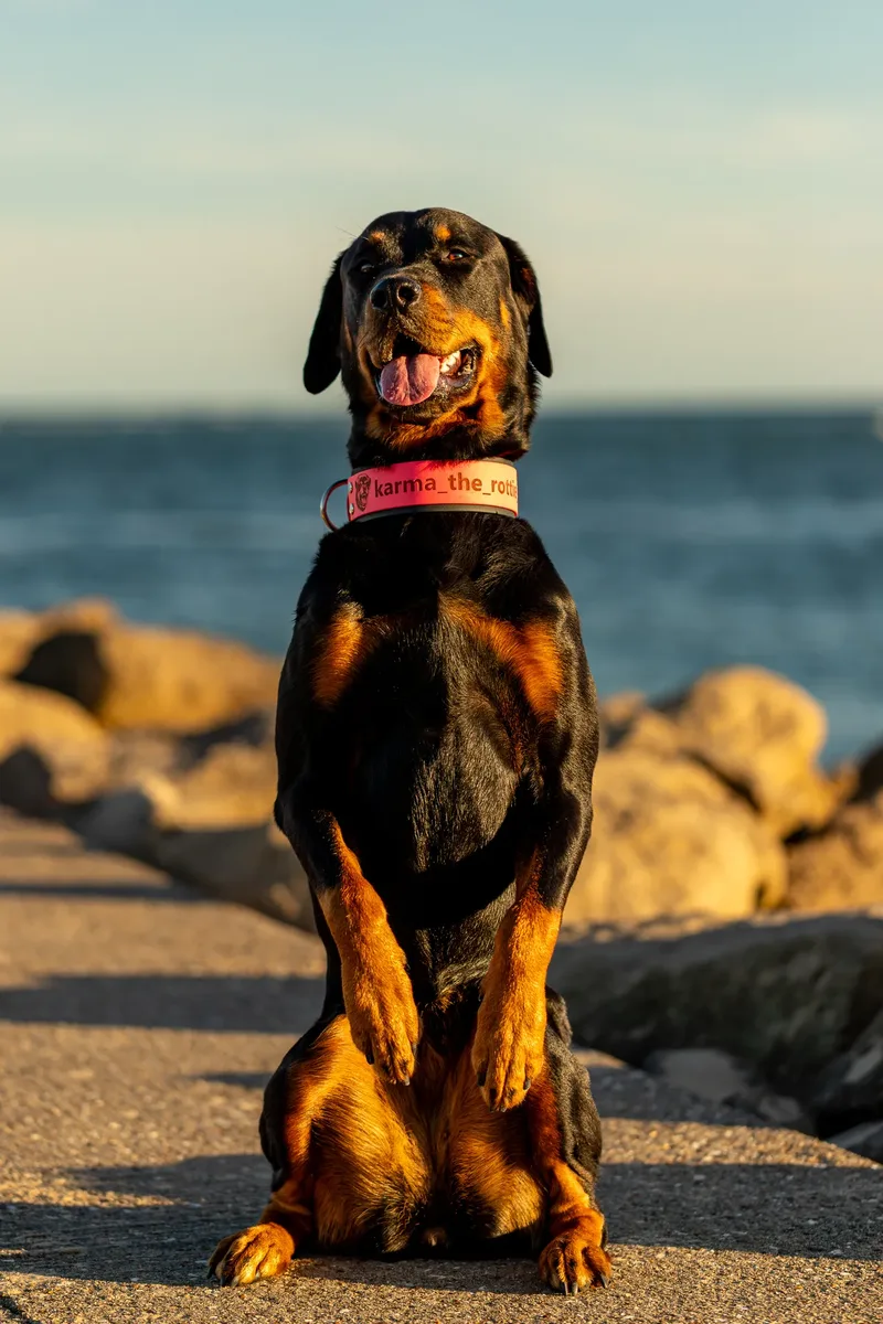Karma the Rottie (6 of 24)