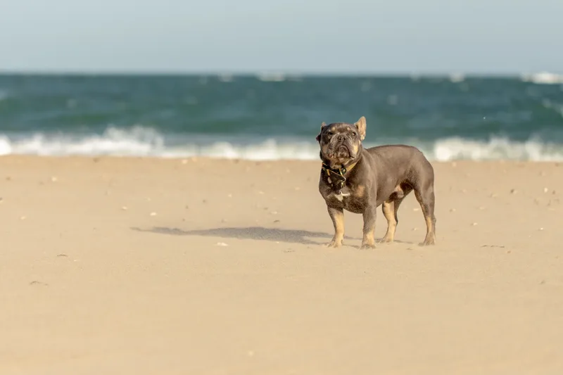 Blue the Frenchie