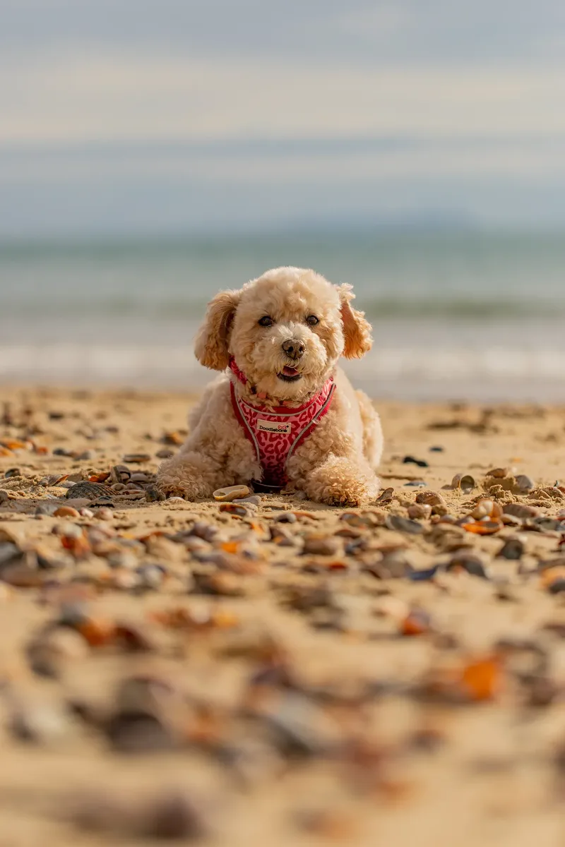 Lola the Poochon (11 of 28)
