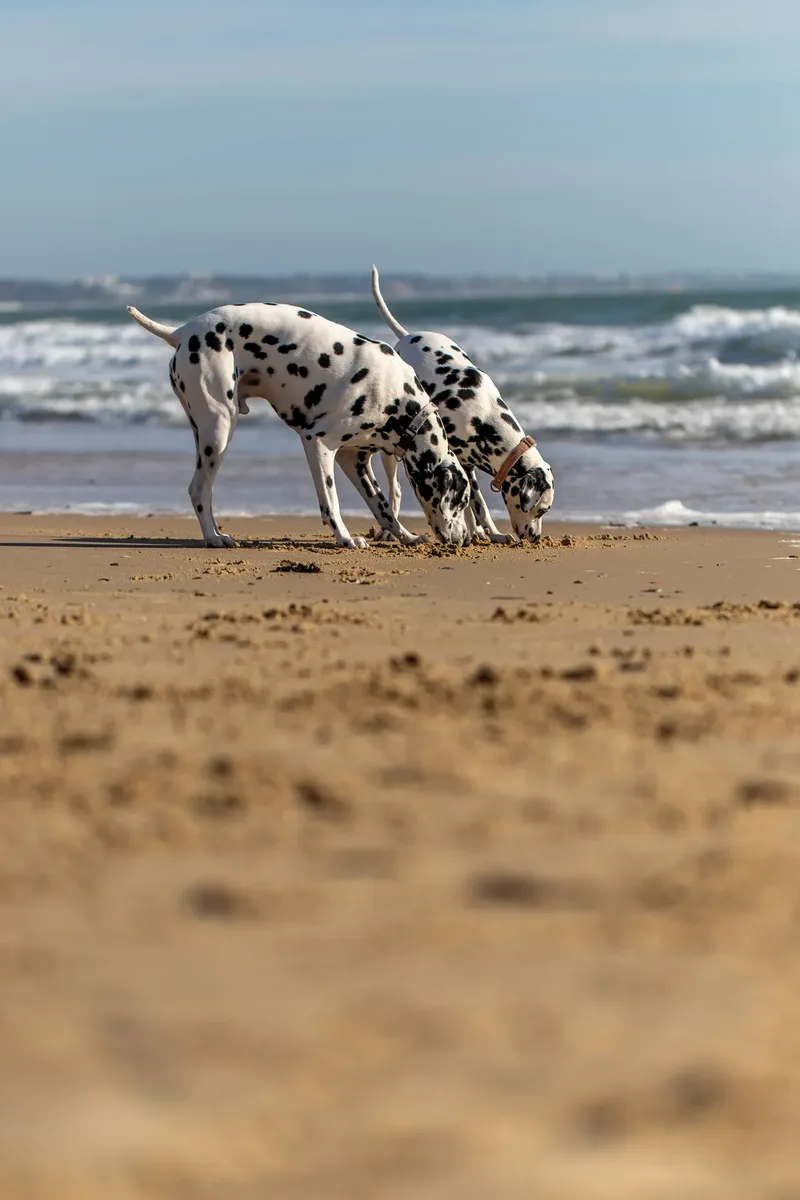 Perdy and Pongo (14 of 28)