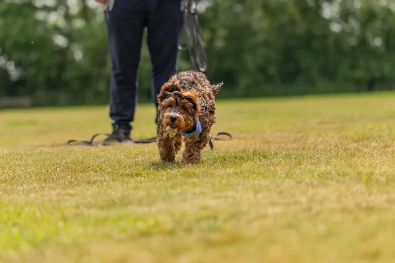 Luna the Cockapoo (20 of 24)