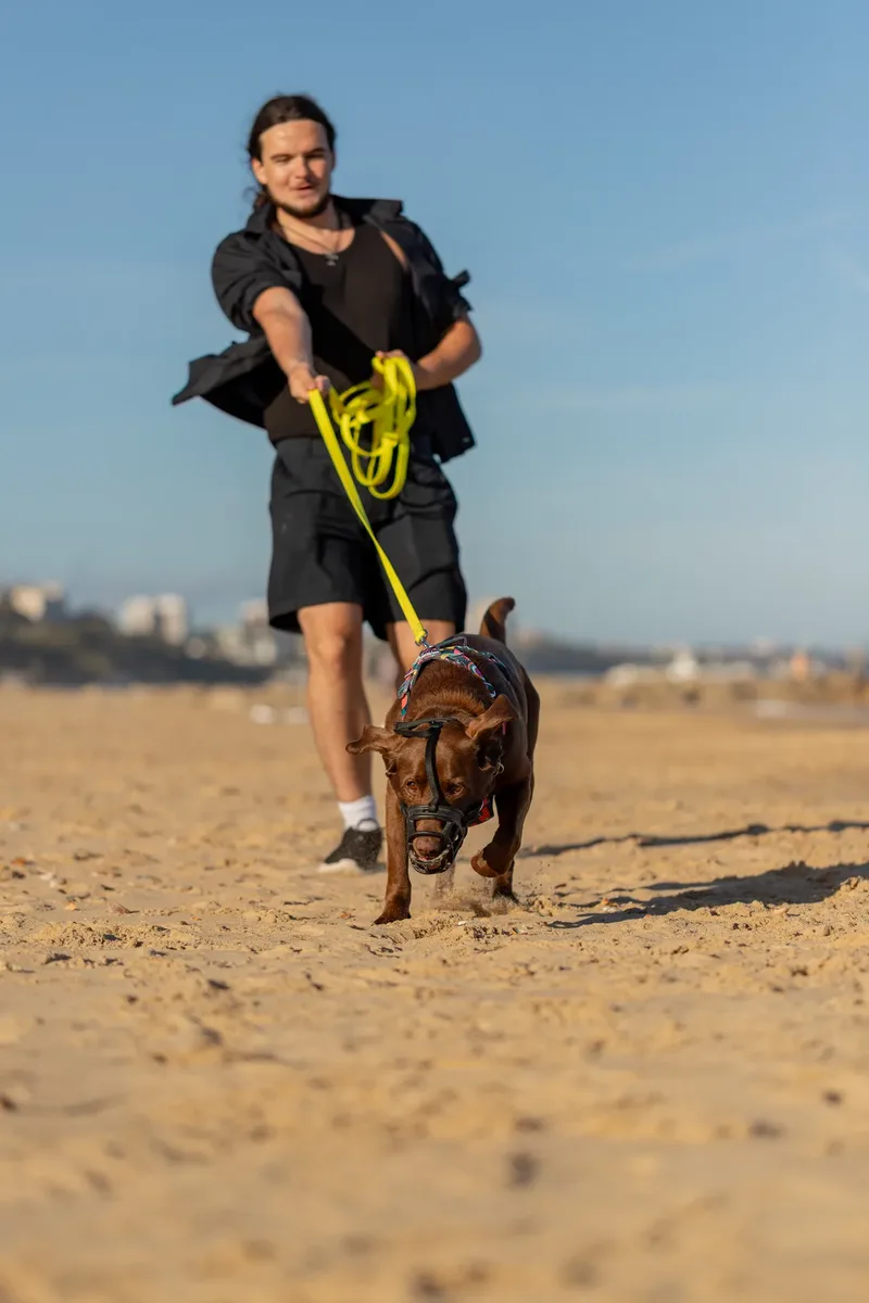 Dorset Dog Trainer – Branksome Chine (31 of 52)