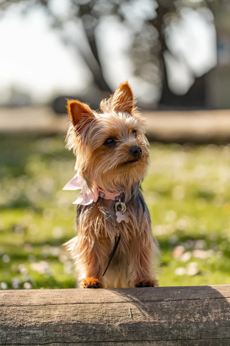 Willow – the mini yorkie (4 of 24)