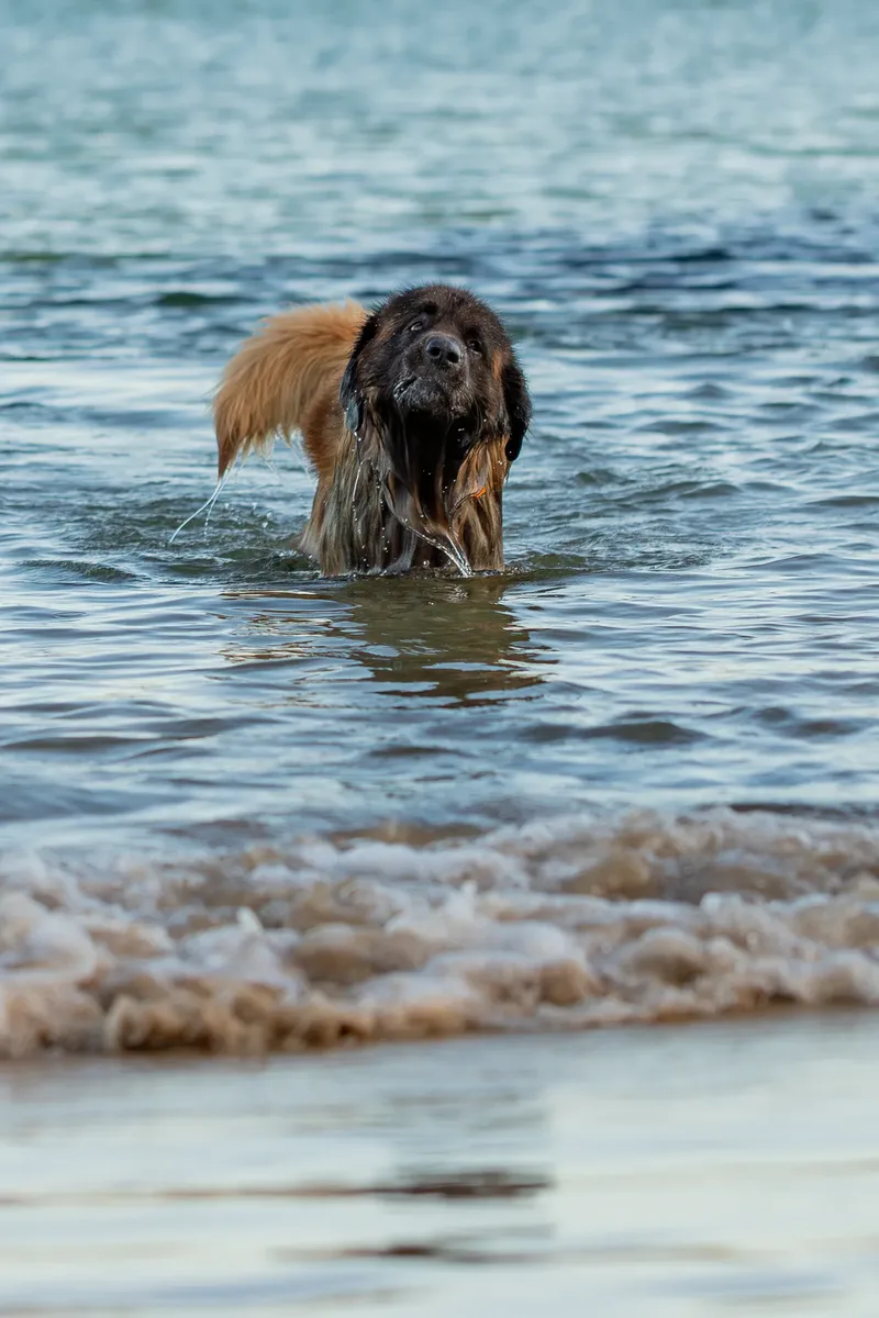 Leonberger Meet Up (7 of 47)