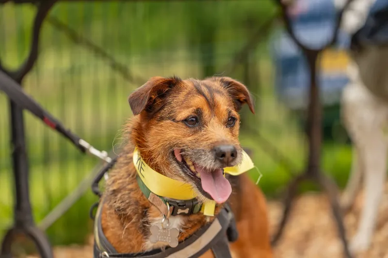 Muttley’s Doggy Day Care – Open Day Fun! 🐾 (16 of 24)