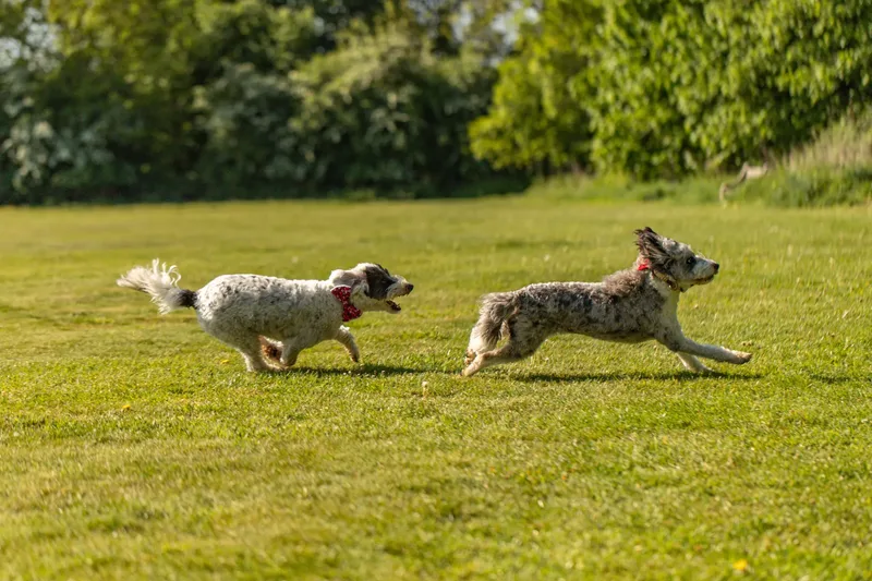 Dougie & Barney – The Bordoodle Cousins (11 of 22)