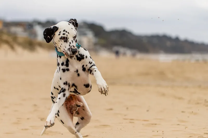 Domino the Dalmation (3 of 24)