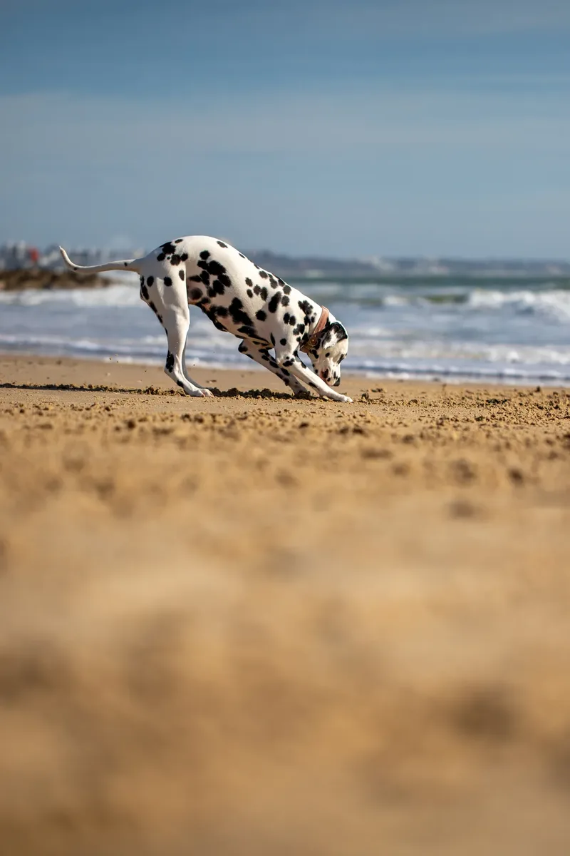 Perdy and Pongo (6 of 28)