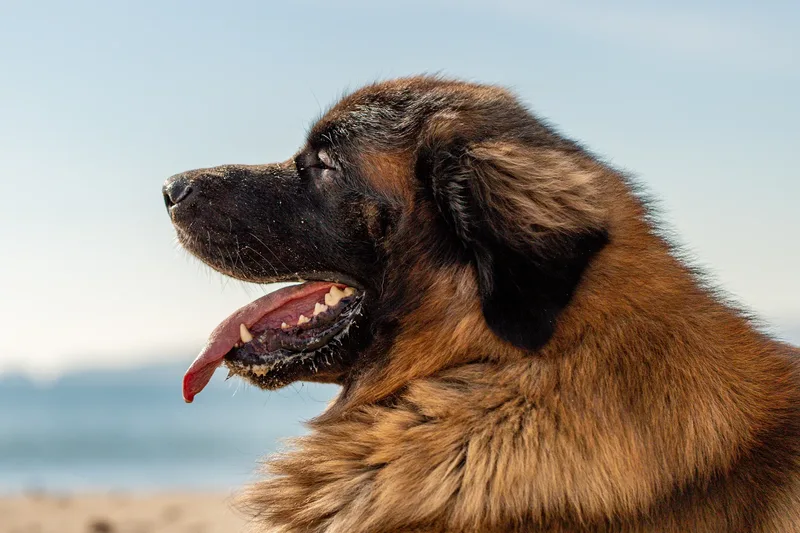 Koda the Leonberger (16 of 18)