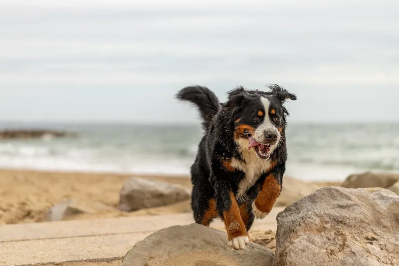 Berry the Bernese Mountain Dog (22 of 30)