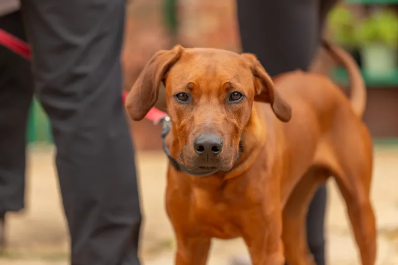 Muttley’s Doggy Day Care – Open Day Fun! 🐾 (24 of 24)