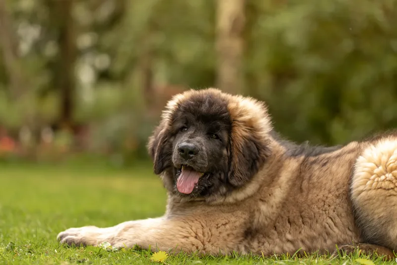 Alfie the Leonberger Puppy (24 of 41)